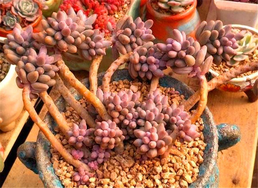 多肉中的“萌宠小萝莉”，天然自成悬崖桩，撸撸叶子就爆头