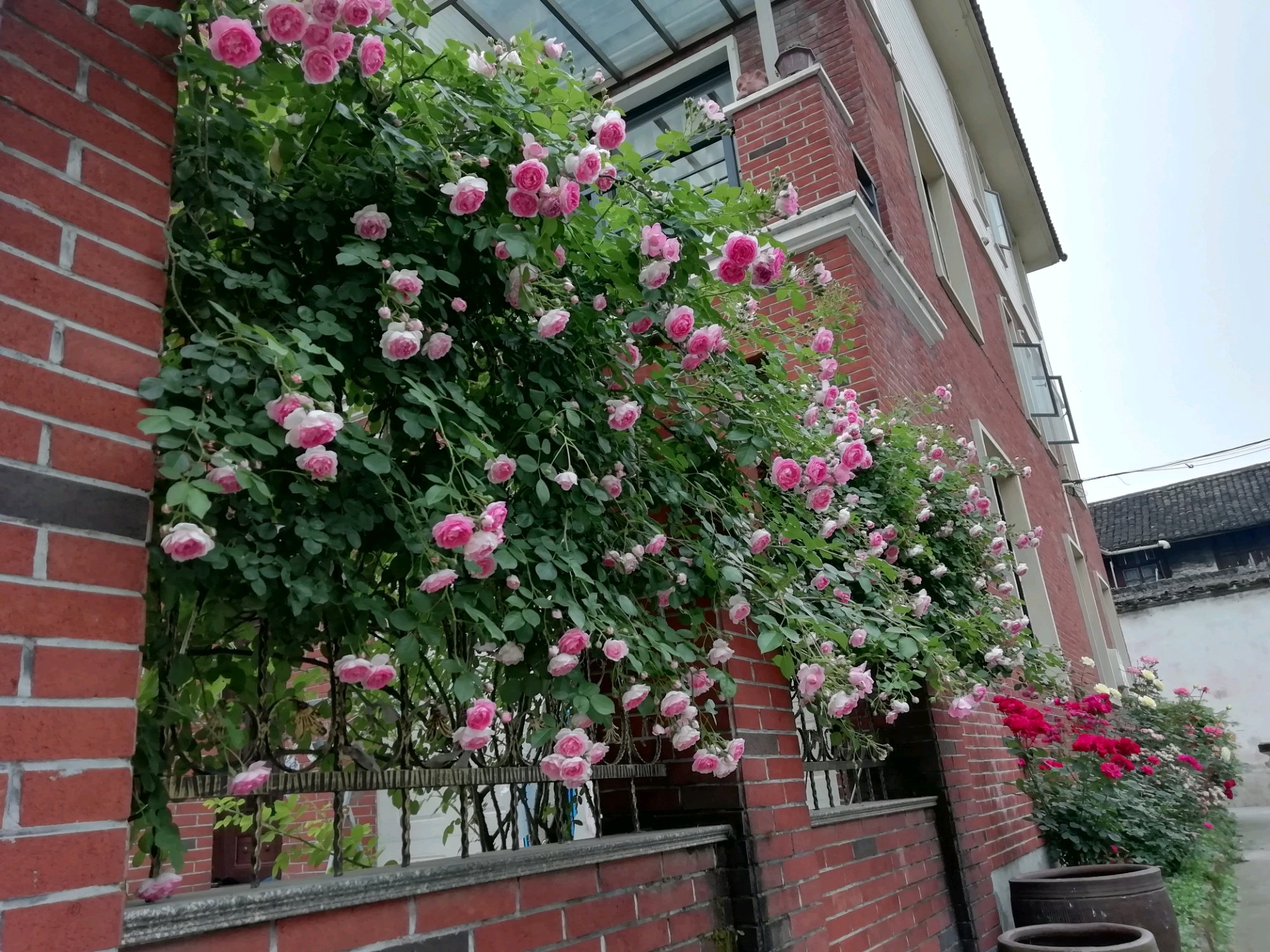 藤本月季冬季修剪方法,藤本月季怎么修剪图解大全