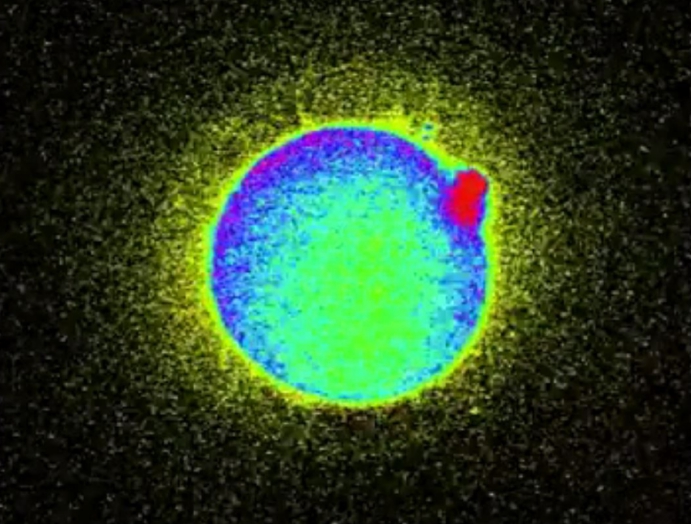 精子和卵子结合为什么闪光,精子和卵子在相遇那一刻就定性了