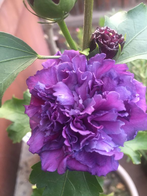 小木槿牙签苗怎么养才会枝繁叶茂,木槿叶子发黑掉落怎么办