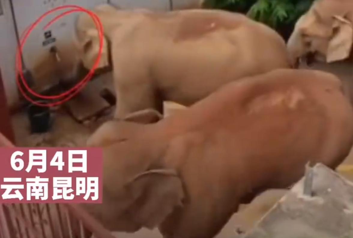 大象拧开水龙头喝水国外,大象拧开水龙头喝水