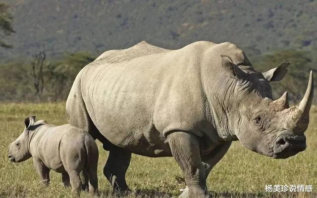 残忍！这9种带血文玩太血腥！碰了谨慎坐牢