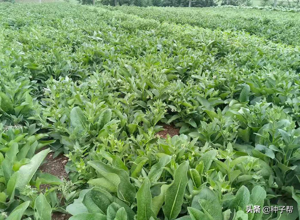 揭秘俄菜假种子，原繁殖种根，市面上假种子是菊苣、鲁梅克斯代替