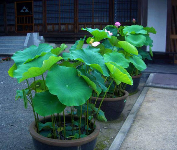 养什么花可以驱赶蚊虫,室内养什么花最防蚊虫