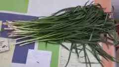 一把韭菜的故事,一把韭菜的回忆