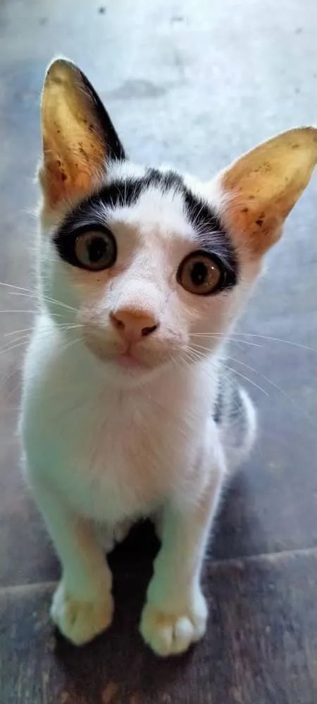 白猫头上一撮黑毛而且很凶,当猫戴上了金箍