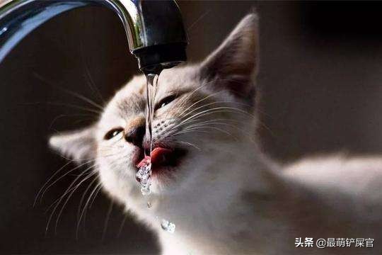 猫咪吐血拉血用什么药,猫咪胃出血是什么原因引起的啊