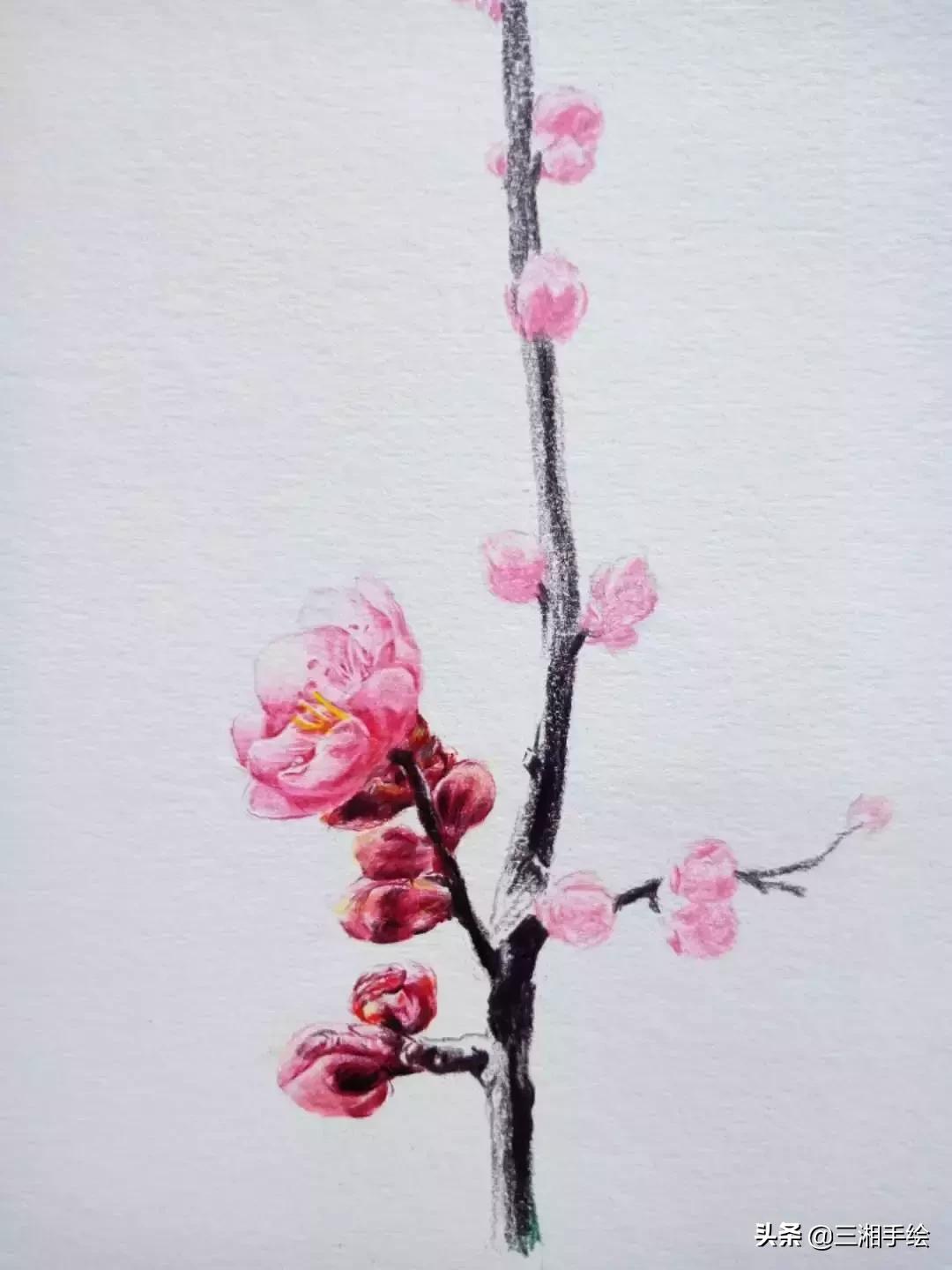 梅花十二和梅花13怎么画,梅花画彩铅