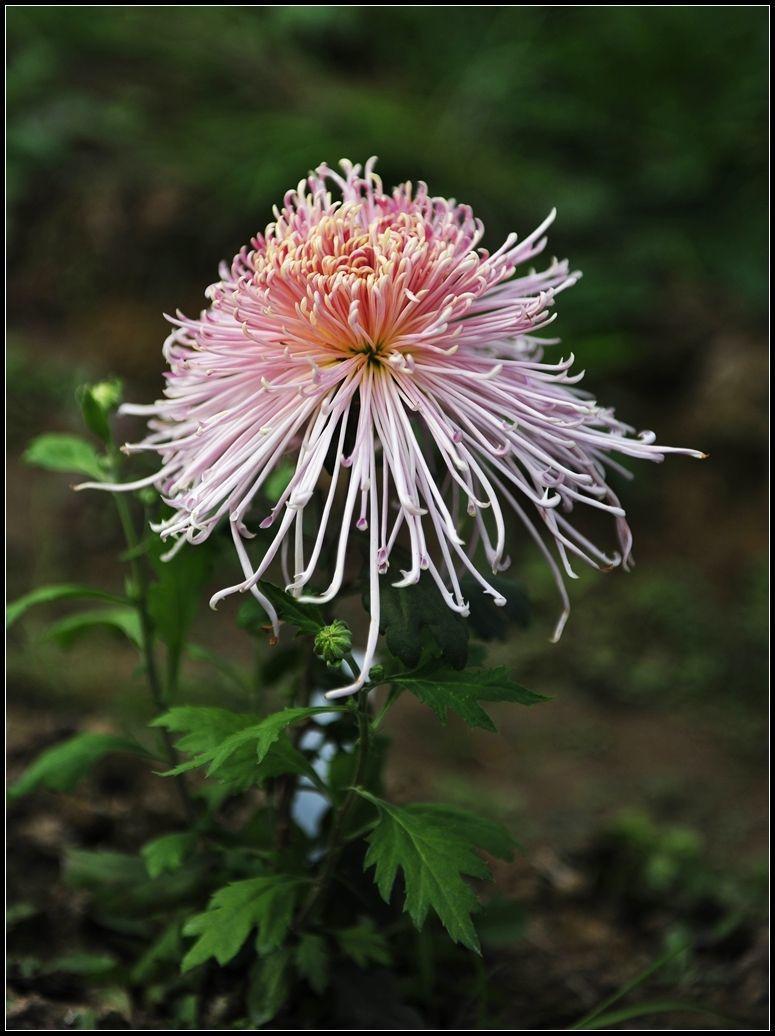 菊花冬天枯萎要修吗,冬天菊花开败后叶子枯萎怎么修剪