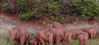 15头大象一路北迁原因,大象迁徙17头为何还剩15头