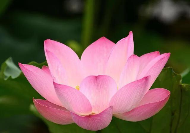 各国国花及其寓意,各国国花和象征意义