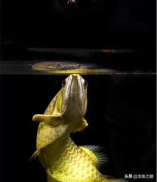 龙鱼单侧掉眼解决方法,龙鱼掉眼怎么治