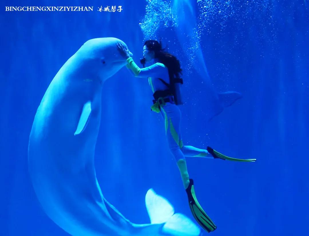 走进哈尔滨完整视频,走进哈尔滨海洋馆