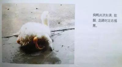 肉鸭15天后仰摇头站不稳,23天肉鸭出现瘫痪是什么原因