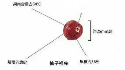 各种蔬菜水果祖先的样子,各种蔬菜祖先
