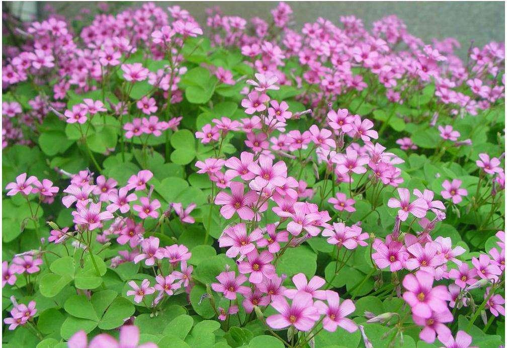 一个小“蒜瓣”，沾土就开花，一平方能养一百盆，生崽一大窝