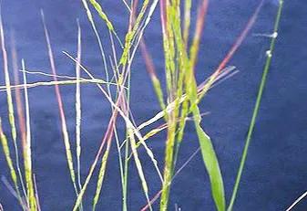 各种蔬菜水果祖先的样子,各种蔬菜祖先