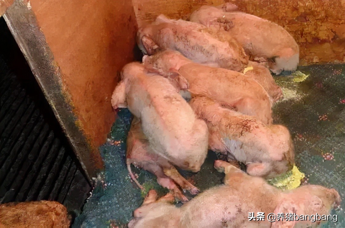 冬季如何预防小猪流行性腹泻,猪秋季腹泻的治疗方法