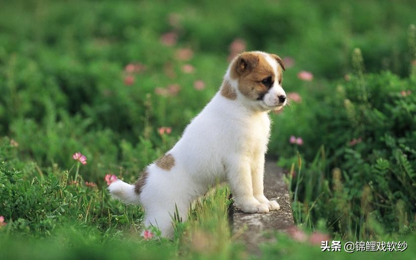 狗狗口臭是什么原因,狗狗口臭主要有哪些原因