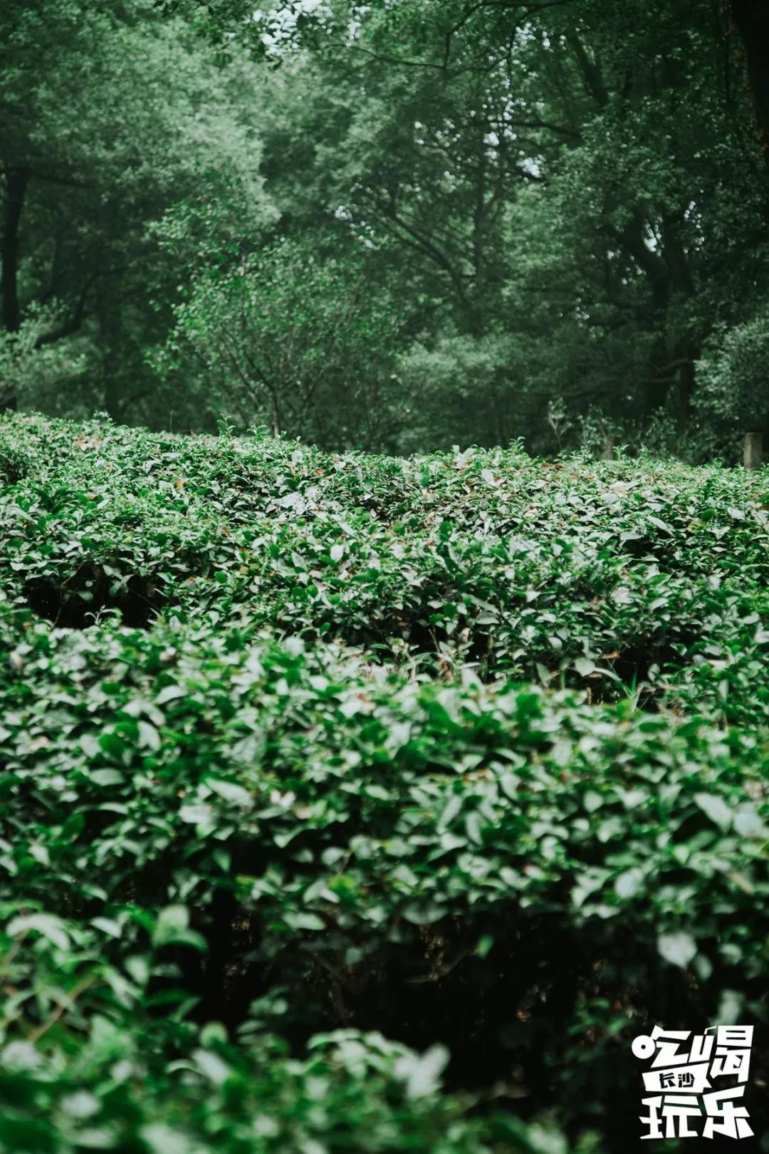 长沙放空自己去哪里,五一长沙人去哪儿玩推荐