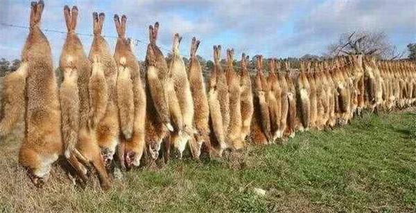 为解决澳洲成灾成灾的兔子，直接出动轰炸机，四川人：暴殄天物