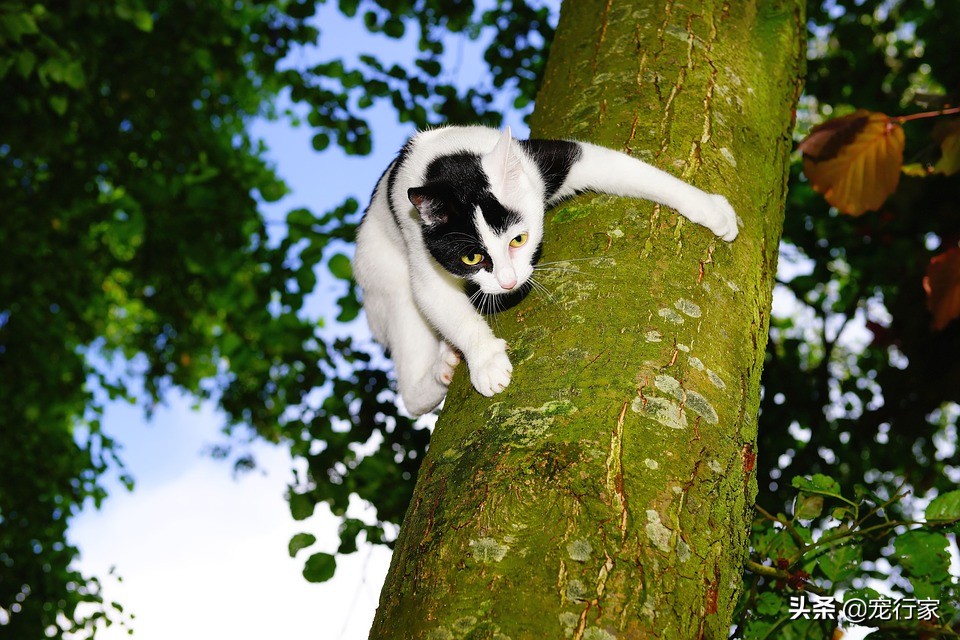 流浪猫被困在高处如何救助,流浪猫老是爬到车顶怎么办