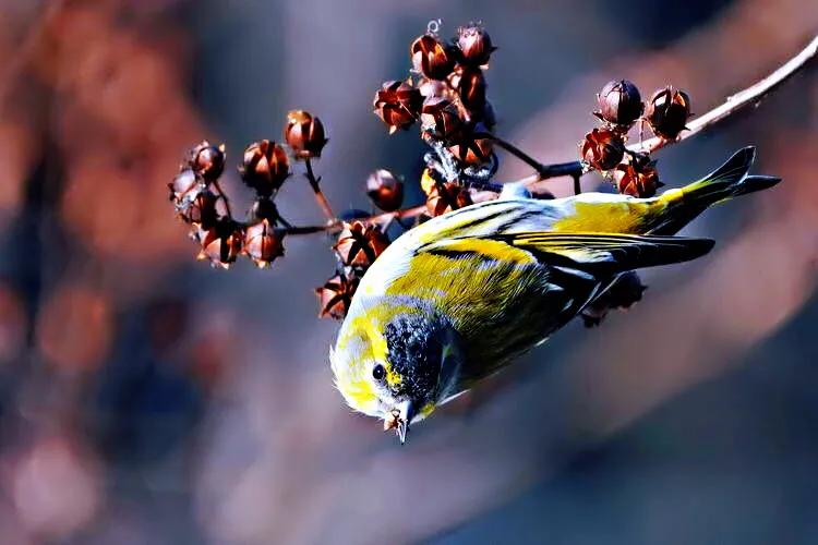 黄雀鸣叫欣赏,黄雀翅膀羽毛