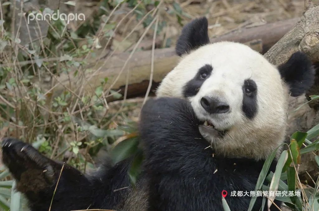 大熊猫快速吃竹笋,大熊猫吃竹子图片