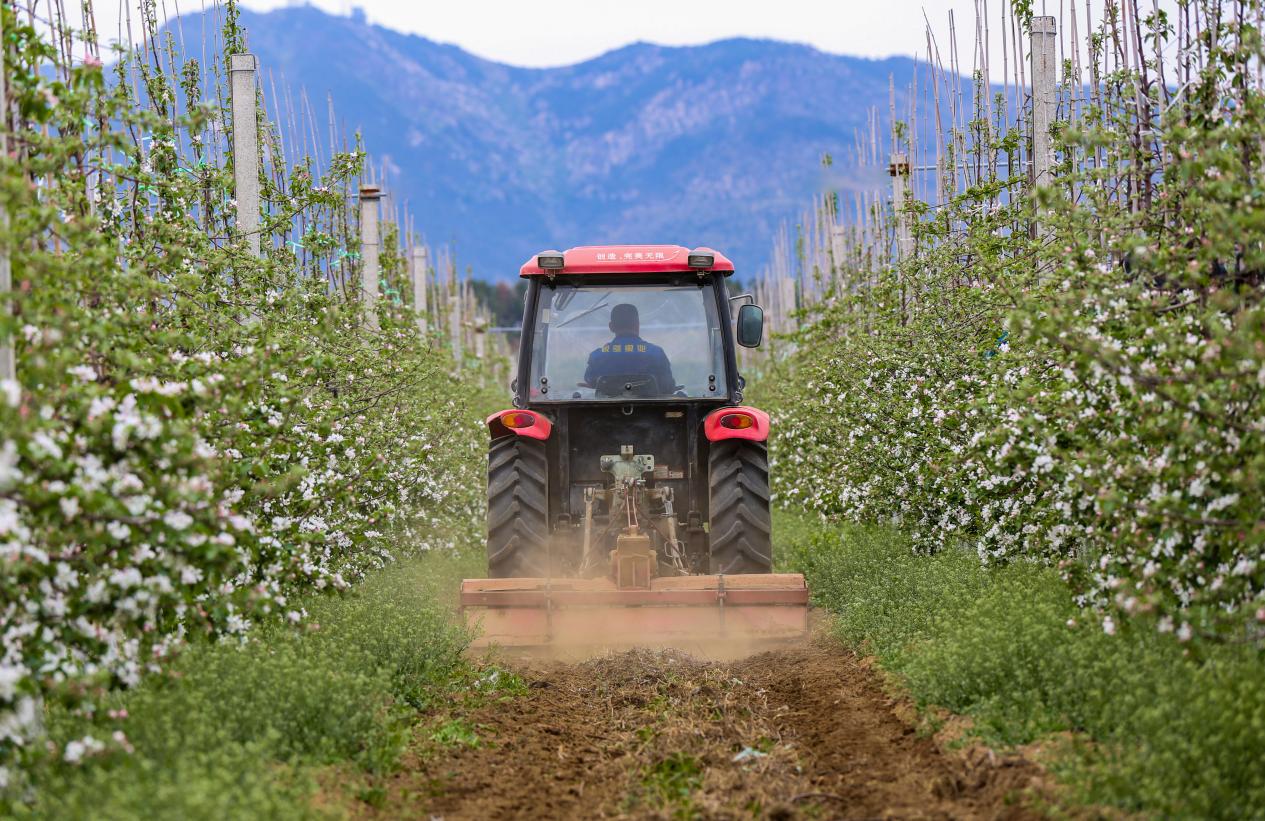 85鍚庢捣褰掔棿杩风鑻规灉,灞变笢85鍚庡皬浼欑棿杩风鑻规灉