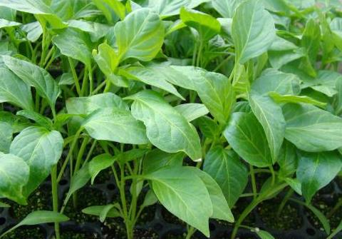 油瓶种辣椒,用废塑料油瓶种植辣椒方法