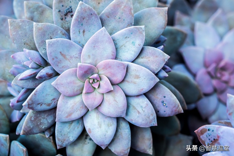 多肉植物的养花心得,多肉植物怎样养新手入门篇