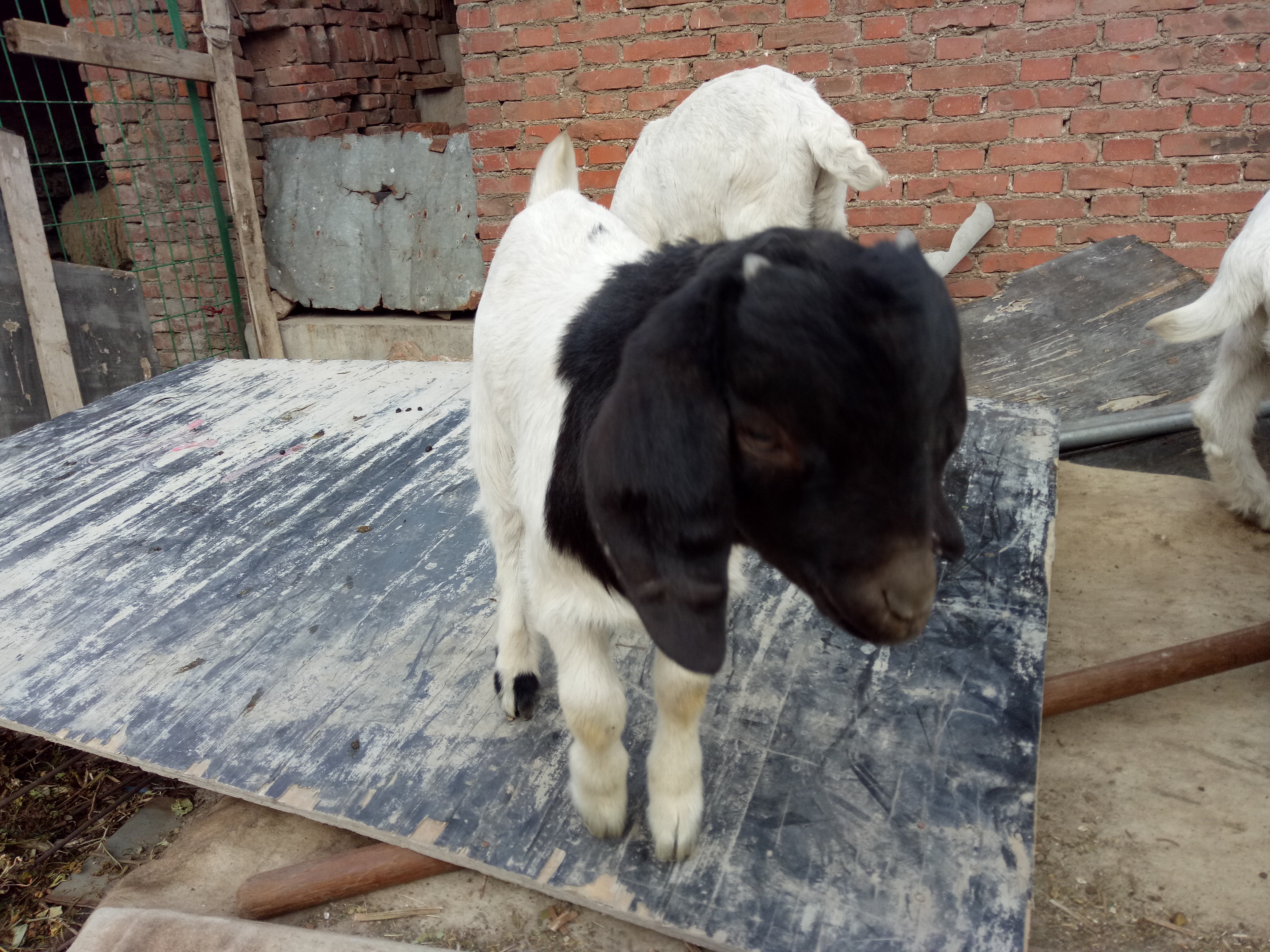 羊产前瘫痪用什么药,产前瘫痪的羊怎么进行治疗