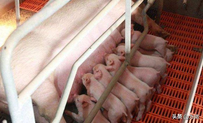 母猪流产如何防控,母猪有流产现象用什么药物防流产