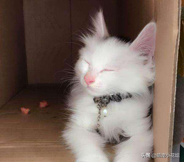 垃圾桶内传出一阵阵猫叫，打开一看，居然是一只面部溃烂的猫咪