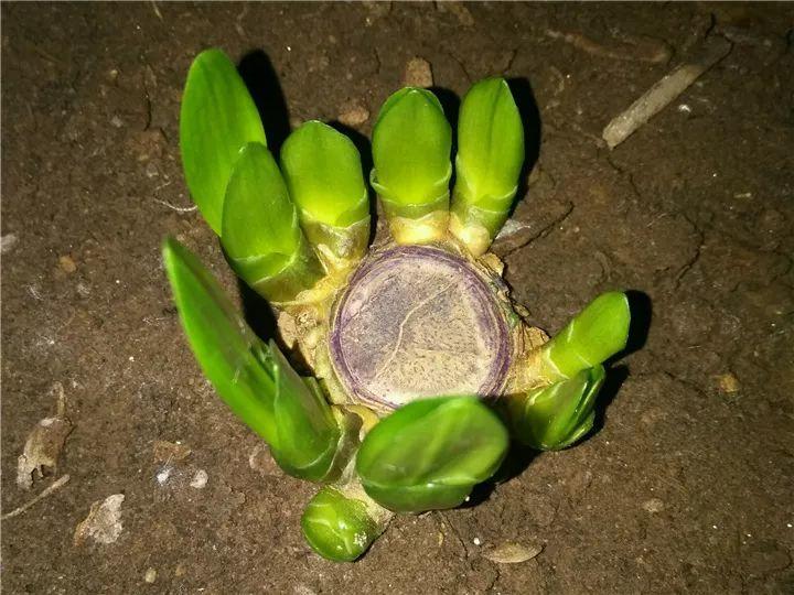 月季常见病害图解,月季枝干高花苞小怎么办