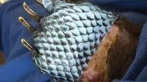 神奇的粉末可以让宠物鱼复活,神奇的鱼鳞片