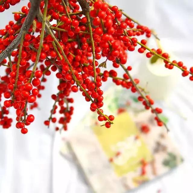 过年家里摆什么植物好,家里过年要摆几样水果