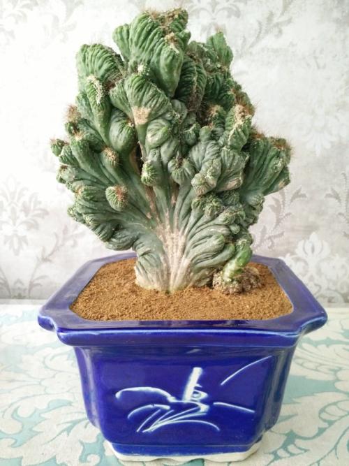 山影拳怎么养才能开花,盆栽山影拳怎么养