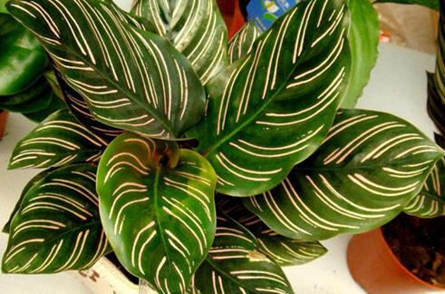 天鹅绒竹芋冻伤怎样修剪,竹芋抗冻吗