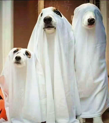 遇到恶狗袭击该怎么办,遭遇恶狗袭击不能以暴制暴