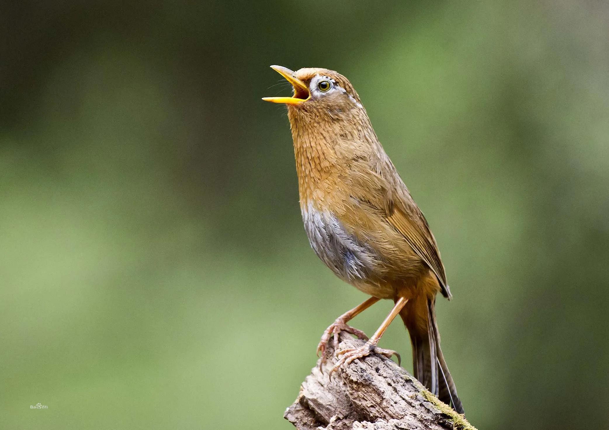 双指流氓哨吹法教程,单手指流氓哨速成图解