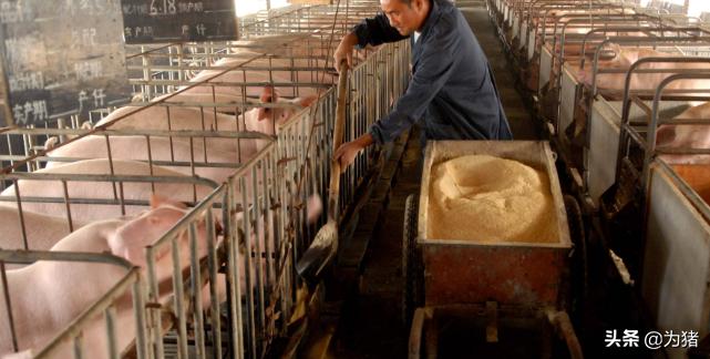 母猪流产如何防控,母猪有流产现象用什么药物防流产