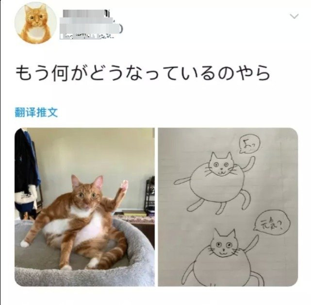 遛狗搞笑图片把主人鞋都追掉,遛狗被猫砸中