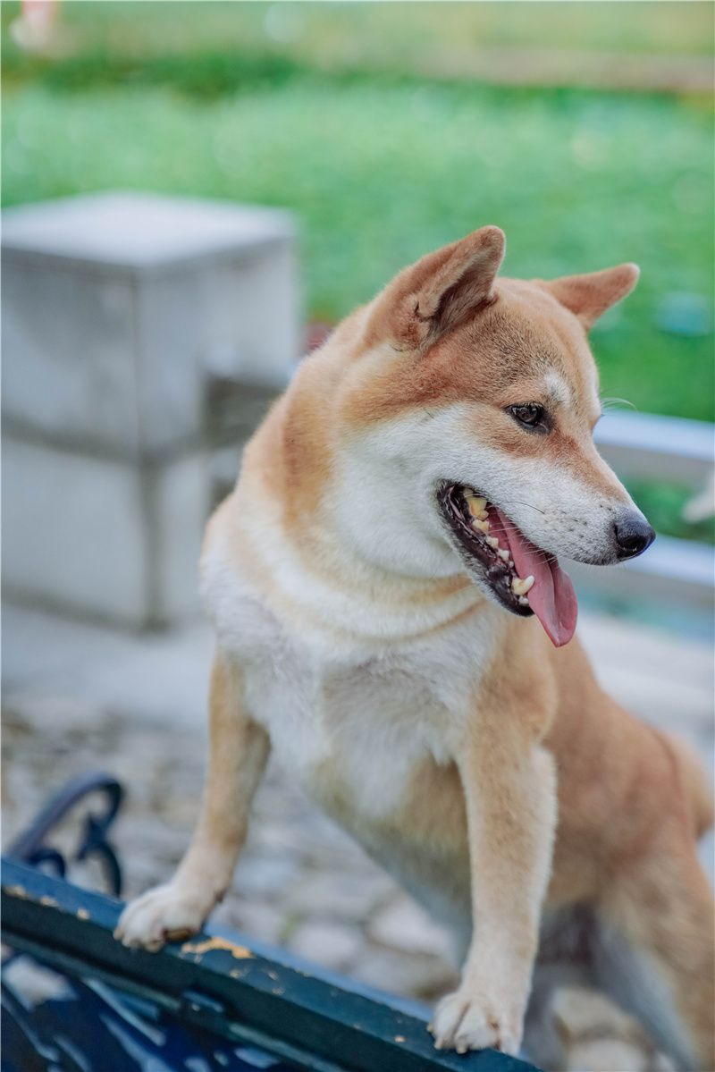 澳门最有名的景点大三巴,澳门必去景点之大三巴网红打卡地