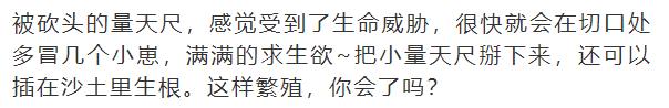 什么花放在家里最好看最实用,放家里风水好又好养的花有哪些