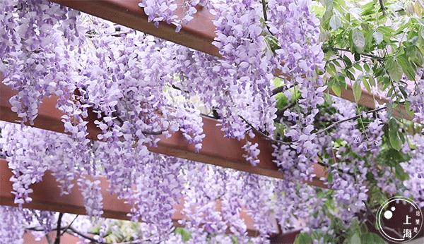 生日当天上海免费景点,上海网红打卡地点景点免费