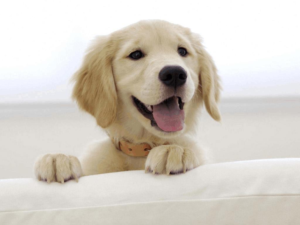 狗狗求救的8种信号铲屎官自查,狗狗易患的疾病铲屎官养犬须知