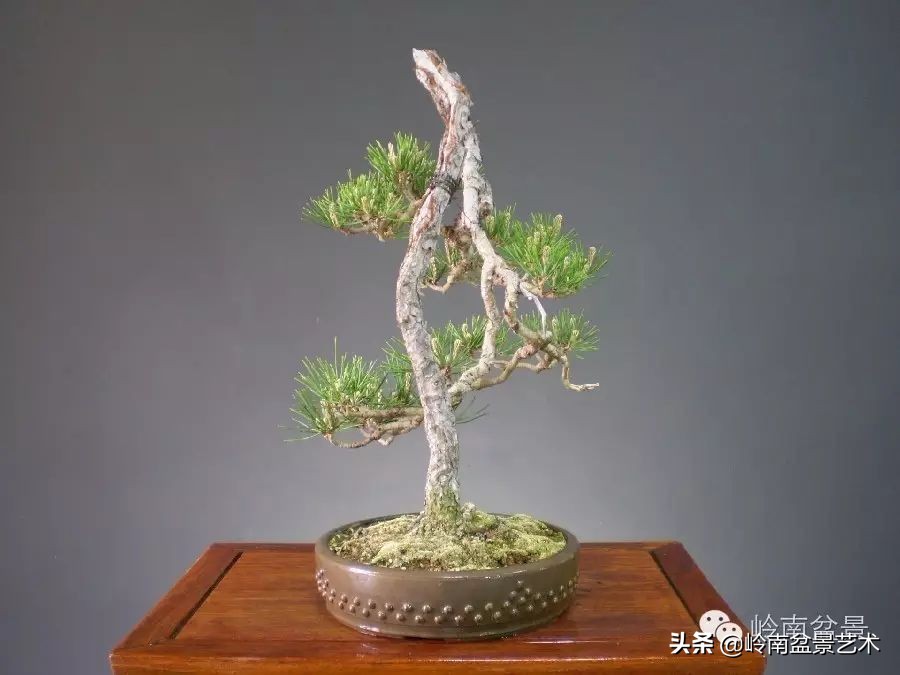 素仁格与文人树，你怎么看？