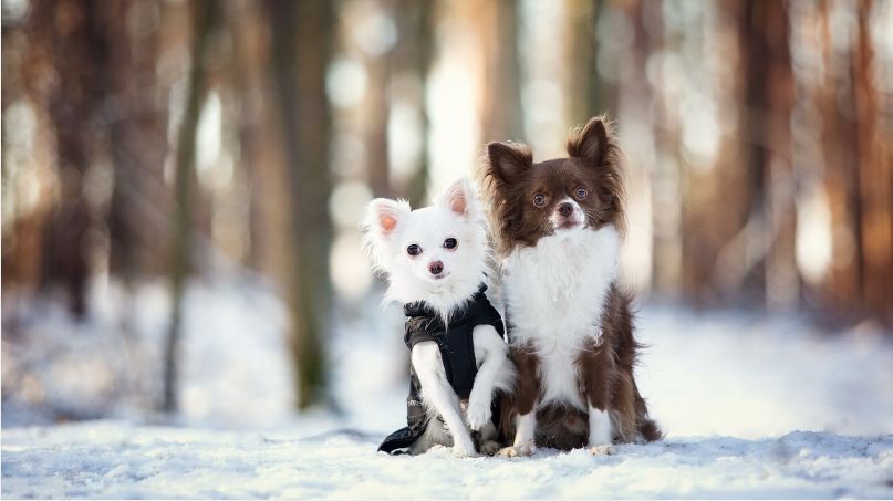 狗狗细小治愈后需要关注什么,狗狗分娩需要准备什么