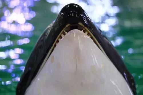 海洋馆的海洋动物表演,小孩子看的海洋动物视频